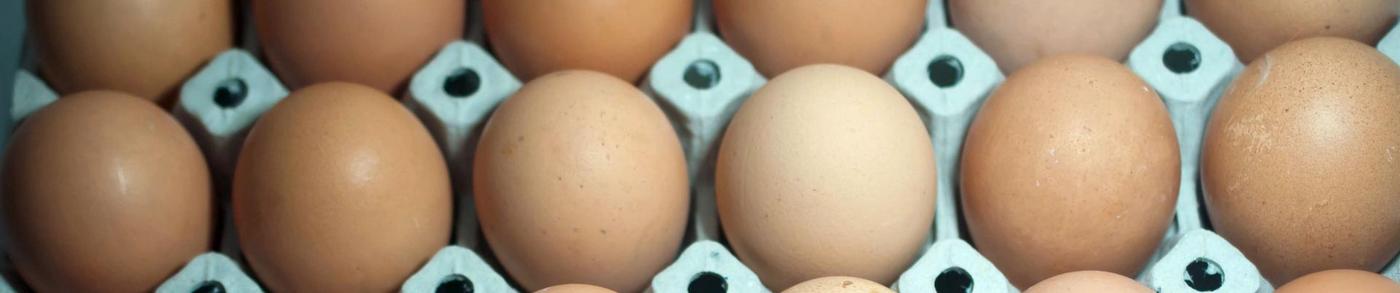 All You Need to Know About Eggs