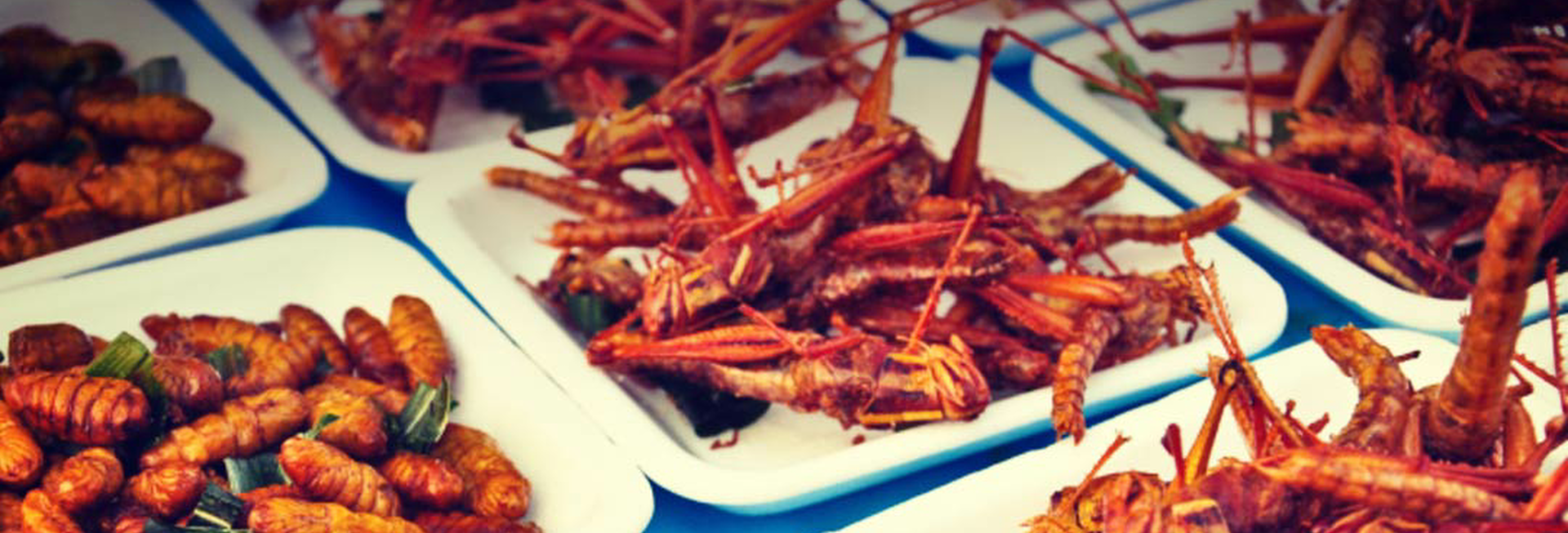 Insects have never been closer to your menu !