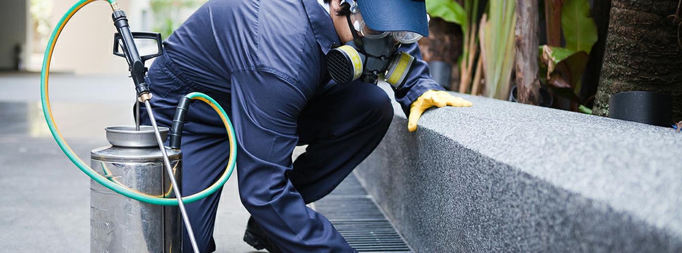 Pest control in a new restaurant